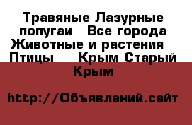 Травяные Лазурные попугаи - Все города Животные и растения » Птицы   . Крым,Старый Крым